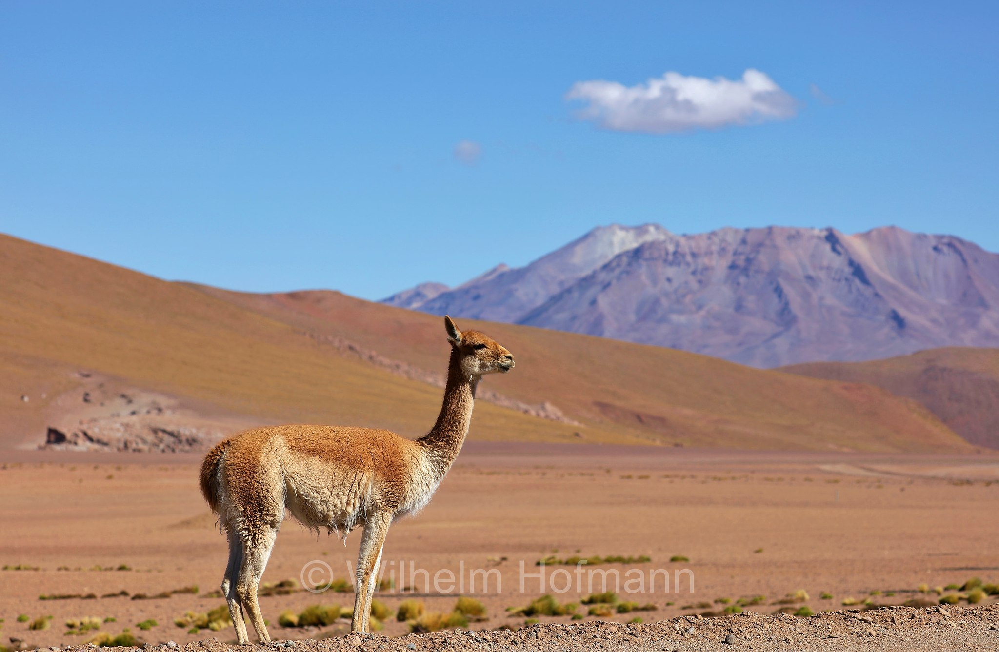 vicuña, vicuna, Vikunja, Vicuña, vigogna, Lama vicugna, Atacama Desert, Atacama-Wüste, deserto di Atacama, Chile, Cile