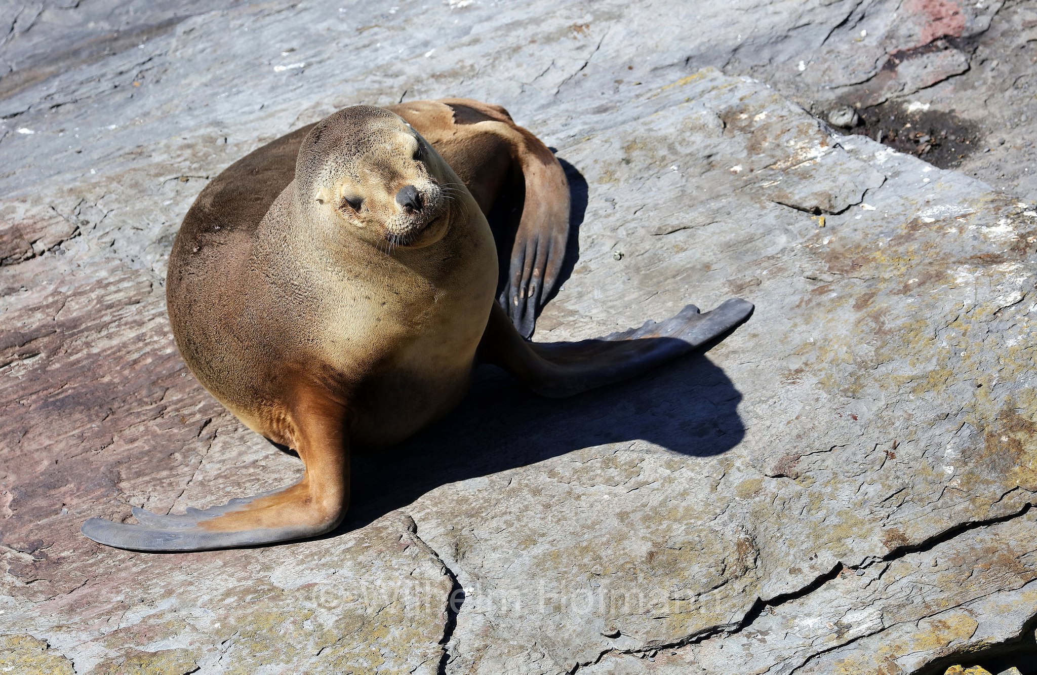 South American sea lion, southern sea lion, Patagonian sea lion, Mähnenrobbe, Patagonischer Seelöwe, Südamerikanischer Seelöwe, leone marino sudamericano, leone marino meridionale, Otaria flavescens, ﻿Südlicher See-Elefant, elefante marino meridionale, Mirounga leonina, Sealion Island, Sea Lion Island, Isla de los Leones Marinos, Falkland Islands, Falklandinseln, Isole Falkland