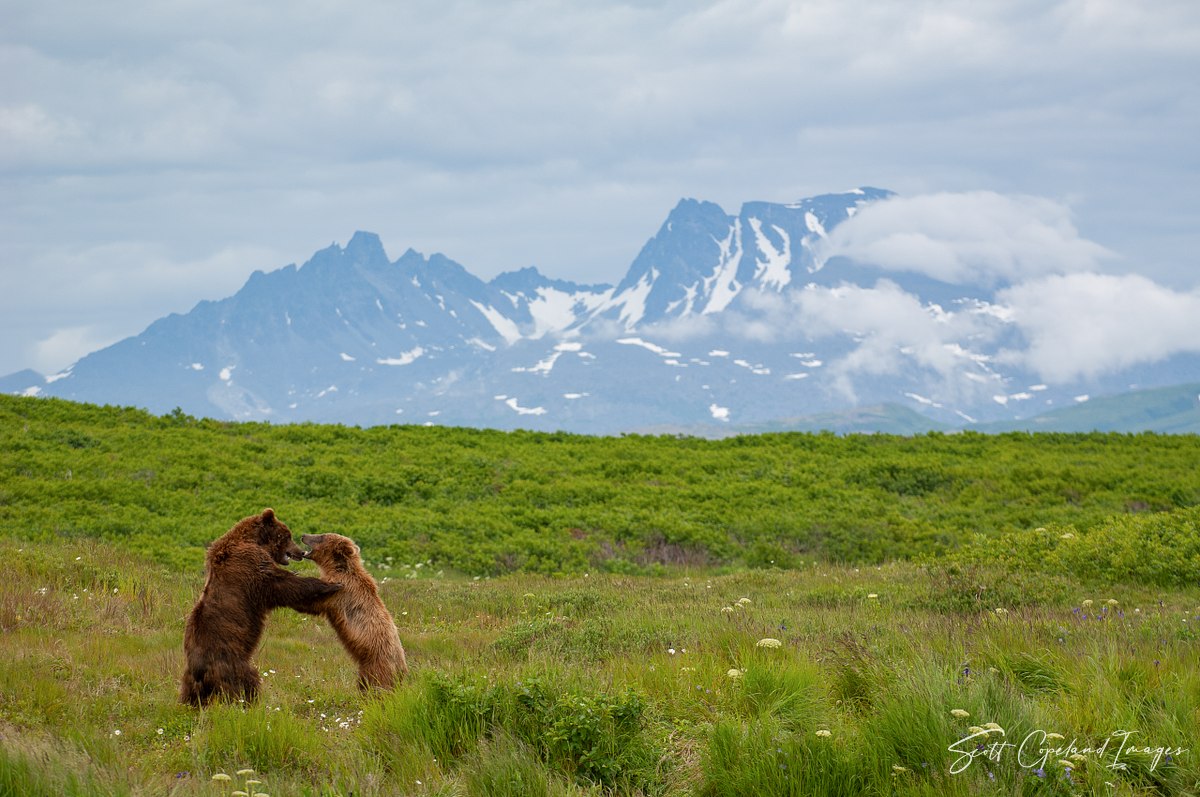 Wild Alaska
