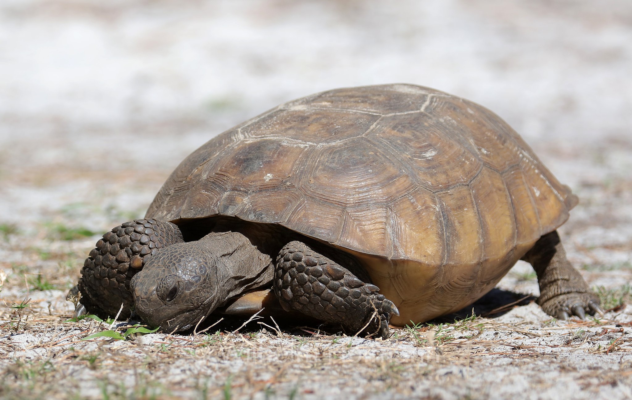 Gopherus polyphemus, gopher tortoise, Georgia-Gopherschildkröte, Florida-Gopherschildkröte, tartaruga gopher, testuggine gopher, Key Vista Nature Park, Florida, USA