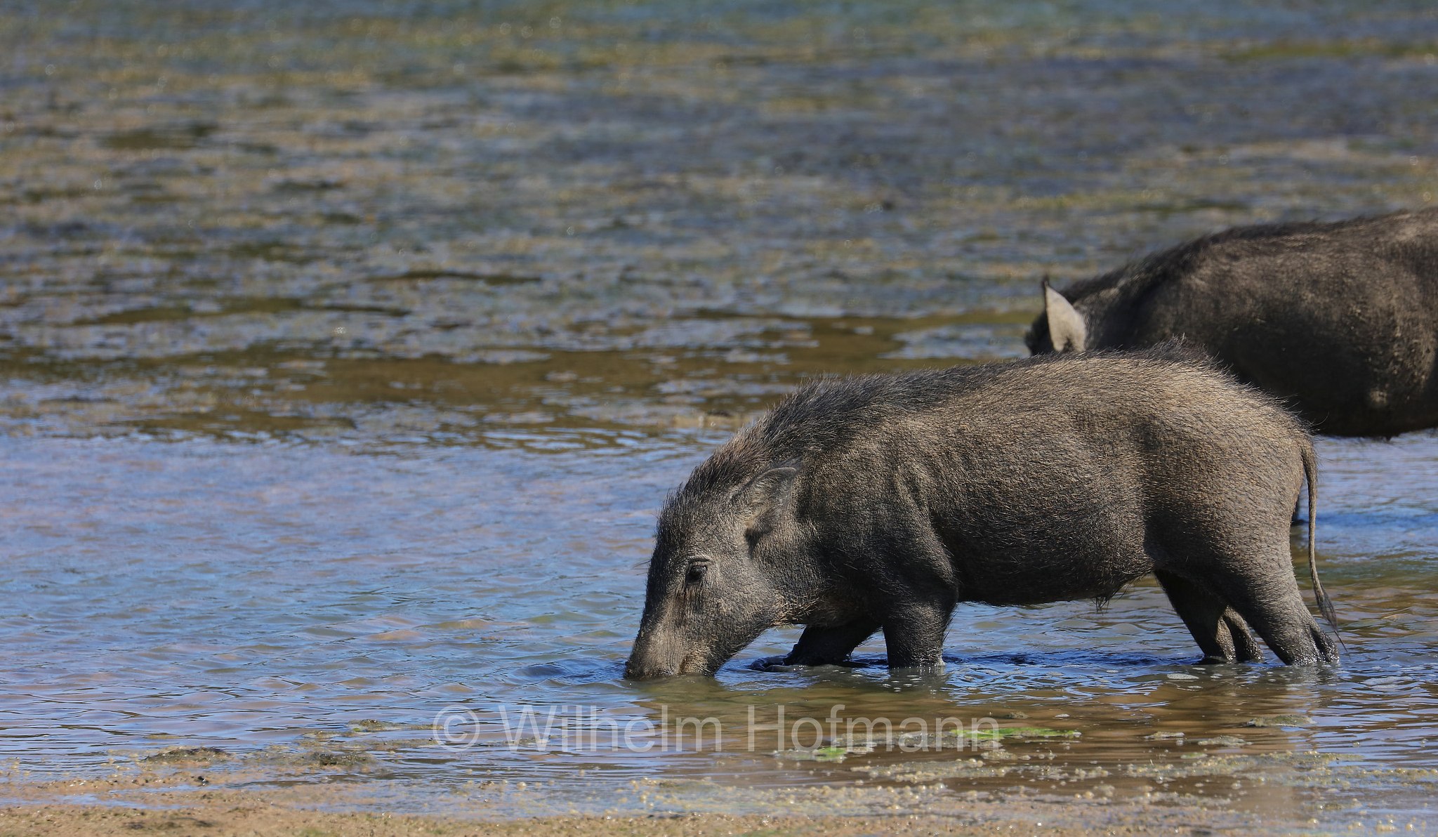 Indian boar, Moupin pig, Indisches Wildschwein, cinghiale indiano, Sus scrofa cristatus, Sri Lanka, Yala National Park, Yala Nationalpark, Parco nazionale di Yala