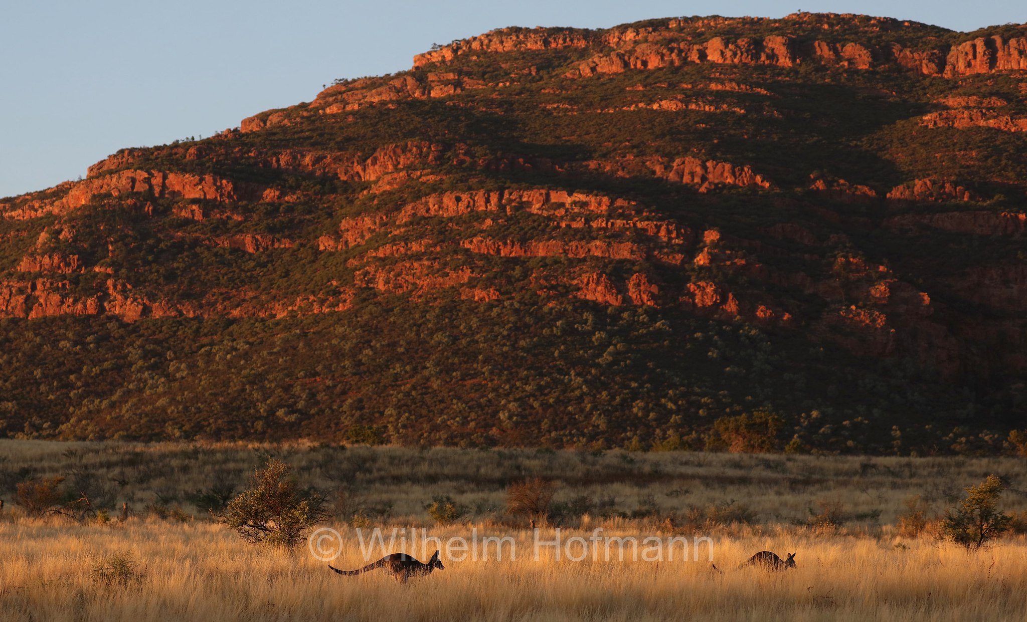 red kangaroo, Rotes Riesenkänguru, canguro rosso, Osphranter rufus, Wilpena Pound, Ikara–Flinders Ranges National Park, Ikara-Flinderskette-Nationalpark, parco nazionale Monti Flinders, South Australia, Südaustralien, Australia Meridionale, Australia, Australien