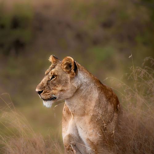 Safari