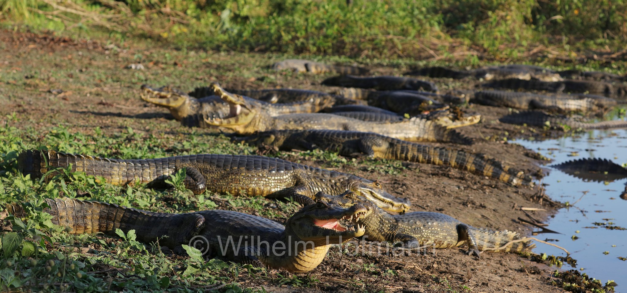 yacare caiman, jacare caiman, Paraguayan caiman, piranha caiman, red caiman, southern spectacled caiman, Brillenkaiman, caimano jacarè, Caiman yacare, Pantanal, Mato Grosso, Brazil, Brasil, Brasile, Brasilien