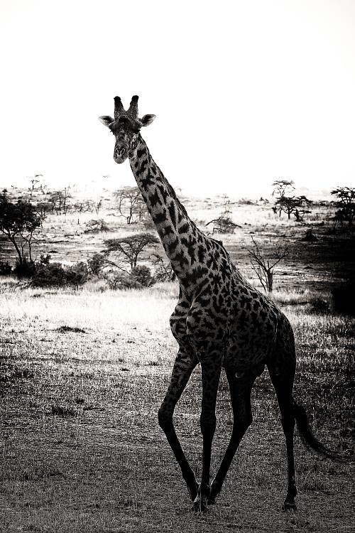 Girafes en Tanzanie
