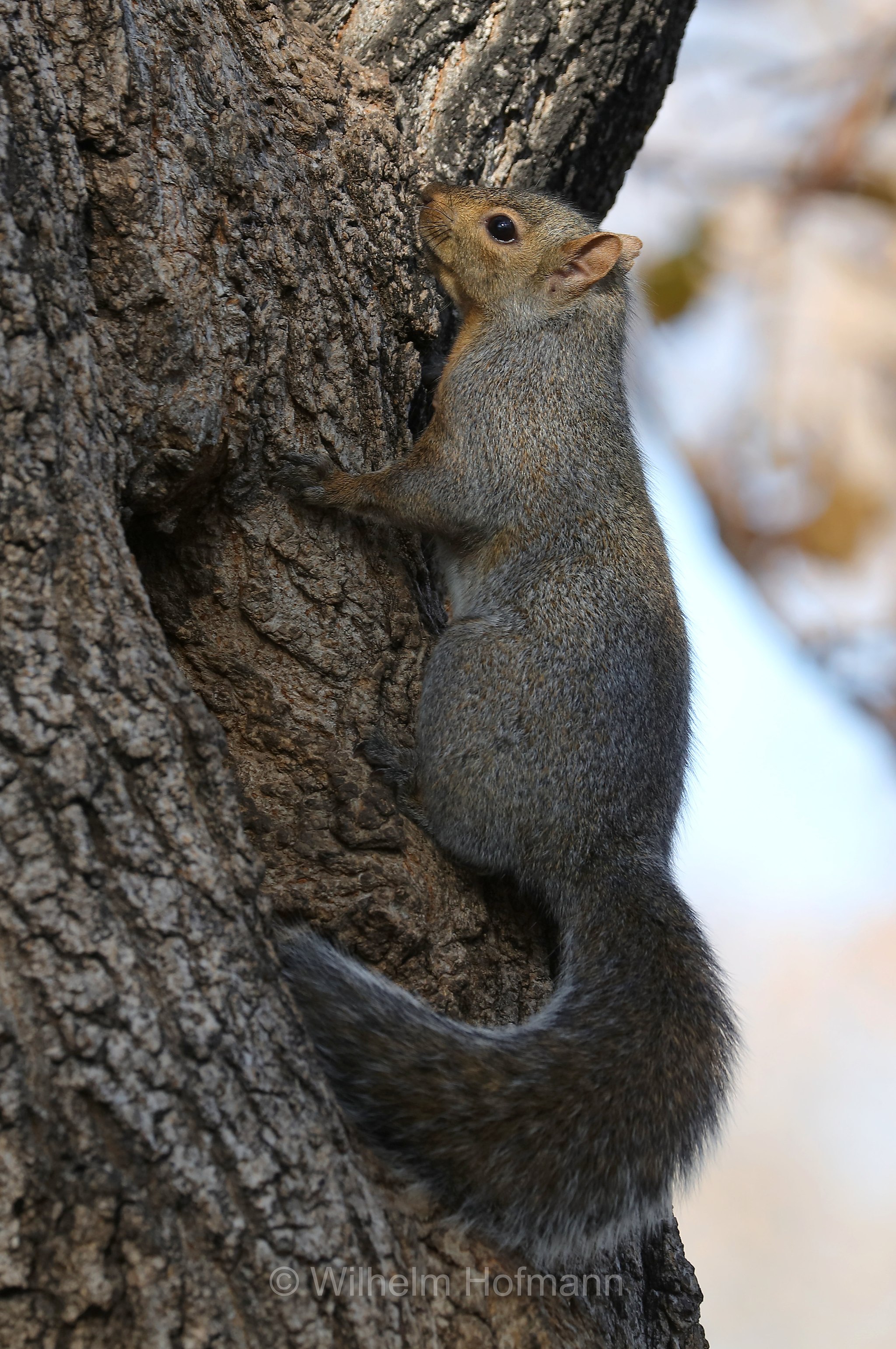 Sciurus niger, fox squirrel, eastern fox squirrel, Bryant's fox squirrel, Fuchshörnchen, scoiattolo volpe, Kildonan Park, Winnipeg, Manitoba, Canada, Kanada