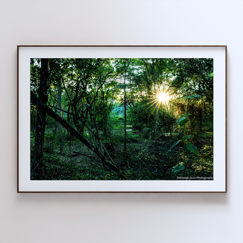 THE ONE - WILDLIFE & NATURE - "Jungle Light" - LIMITED EDITION 5 of 5