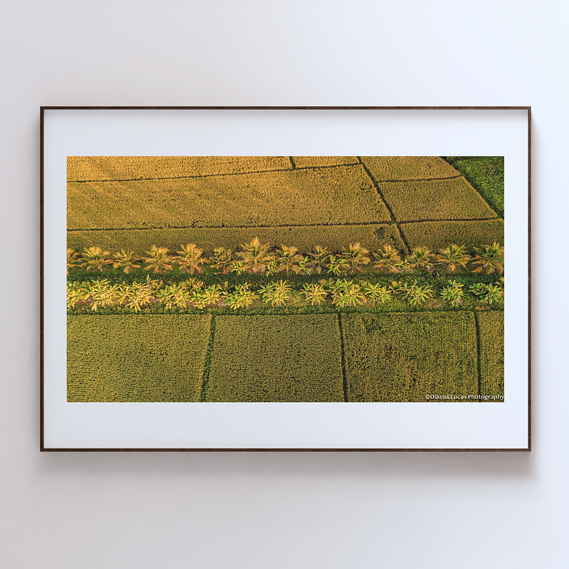 COLLECTION - FROM ABOVE HORIZONTAL - "Fields and Palms" - LIMITED EDITION 10 of 10