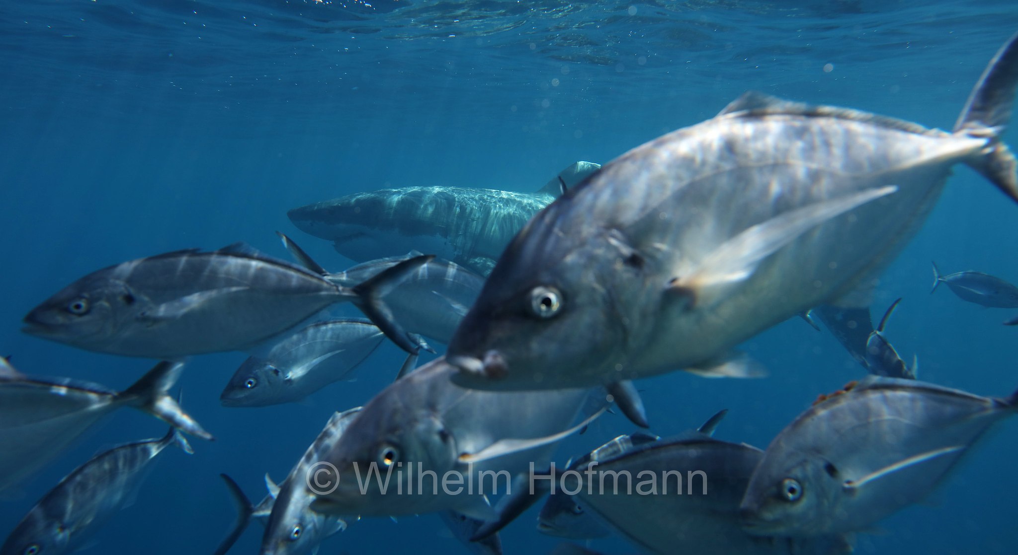 great white shark, great white, white shark, white pointer, Weißer Hai, Weißhai, Menschenhai, grande squalo bianco, carcarodonte, squalo bianco, Carcharodon carcharias, Neptune Islands, South Australia, Südaustralien, Australia Meridionale, Australia, Australien