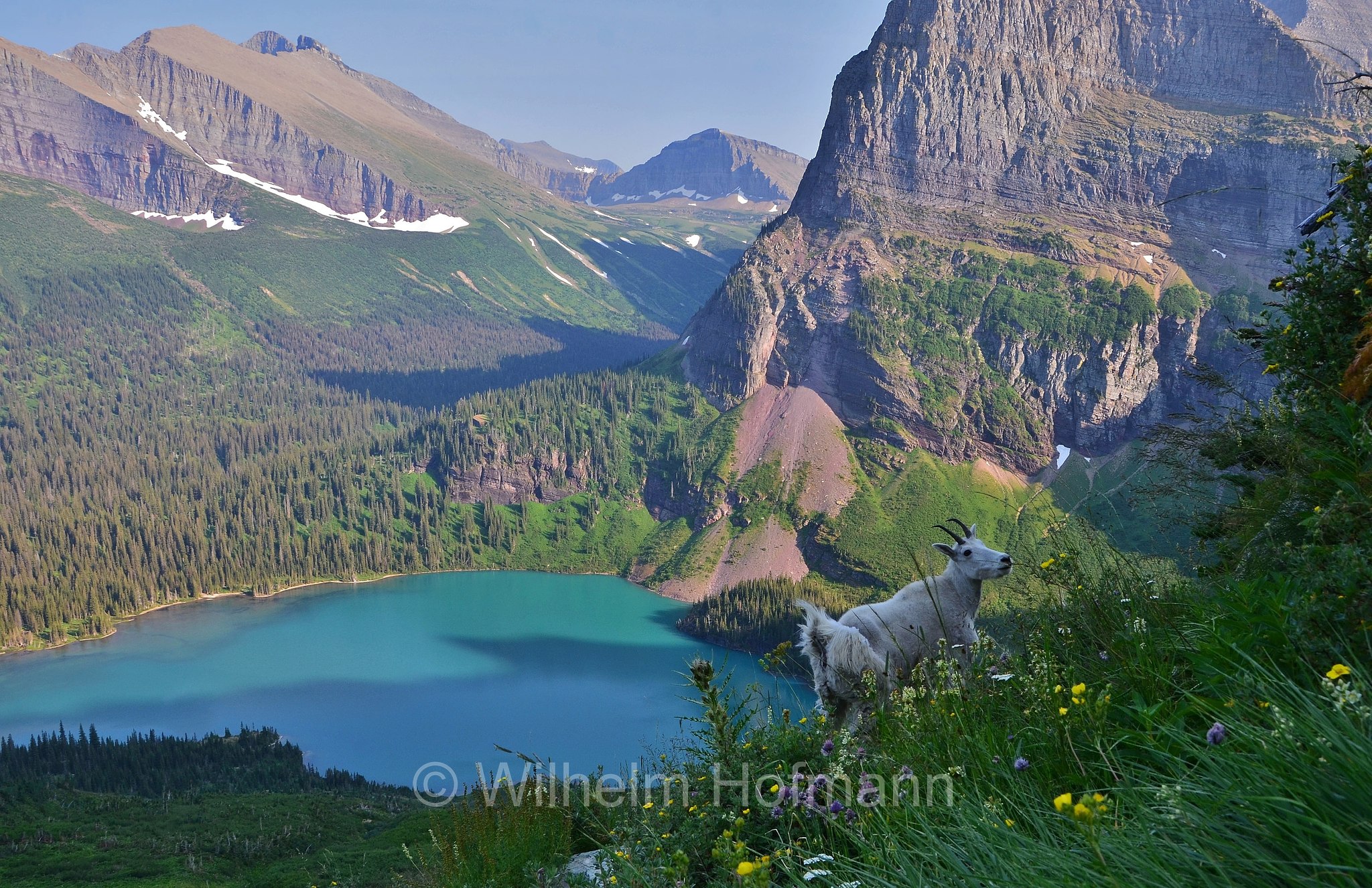 Oreamnos americanus, mountain goat, Rocky Mountain goat, Schneeziege, Bergziege, capra delle nevi, aplocero, Grinnell Lake, Glacier National Park, Glacier-Nationalpark, parco nazionale dei ghiacciai, Montana, USA