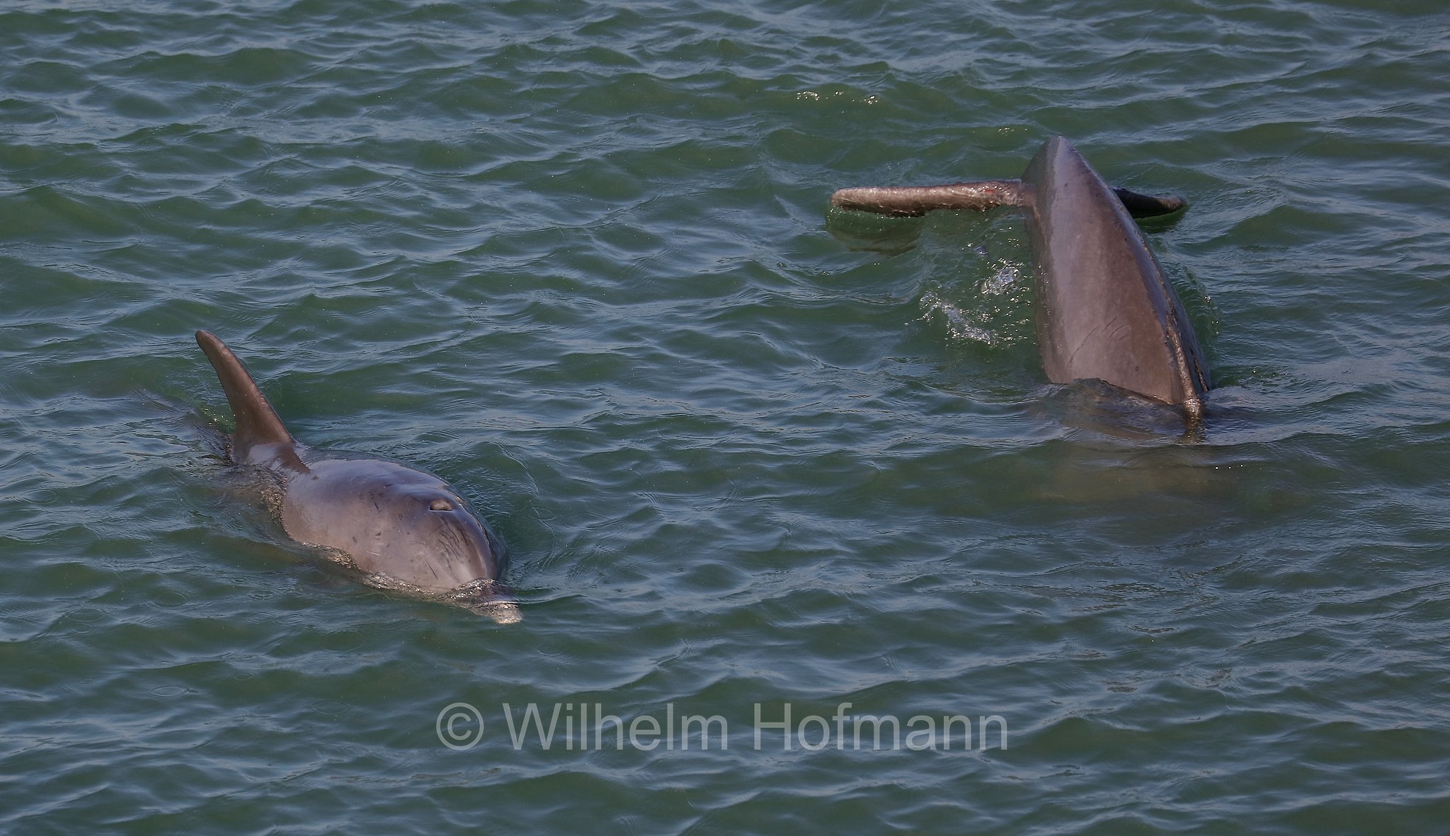 Tursiops truncatus, common bottlenose dolphin, Atlantic bottlenose dolphin, Großer Tümmler, Gewöhnlicher Großer Tümmler, tursìope comune, John's Pass, Florida, USA