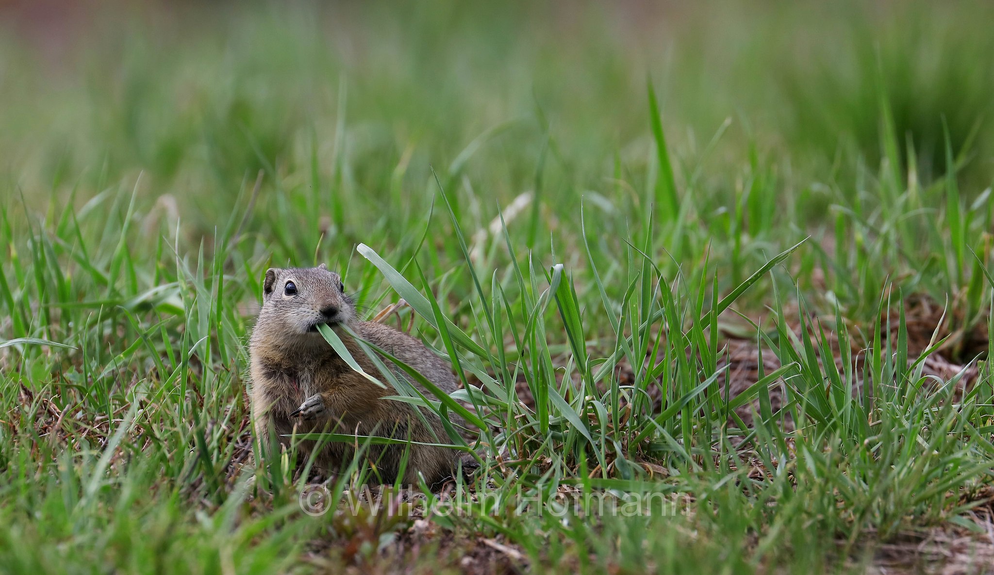 Urocitellus beldingi, Spermophilus beldingi, Belding's ground squirrel, pot gut, sage rat, picket-pin, Belding-Ziesel, scoiattolo terricolo di Belding, Sparks Lake Meadow, Oregon, USA