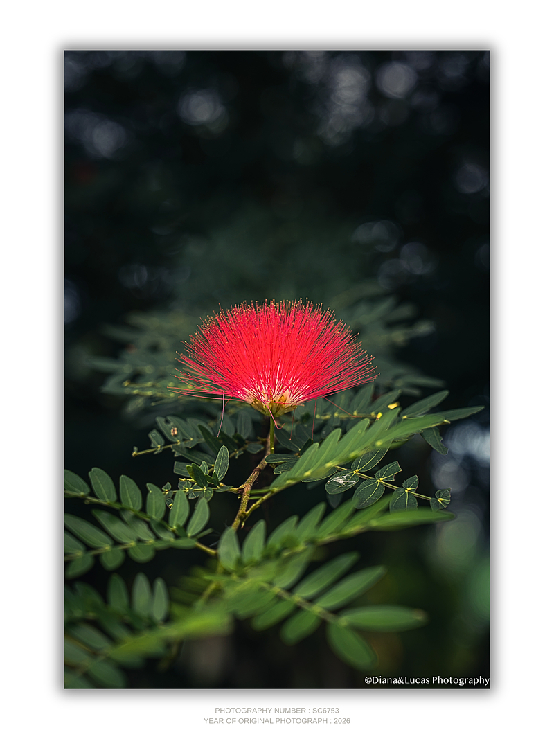 THE ONE - WILDLIFE & NATURE - "Vertical Puff" - LIMITED EDITION 5 of 5