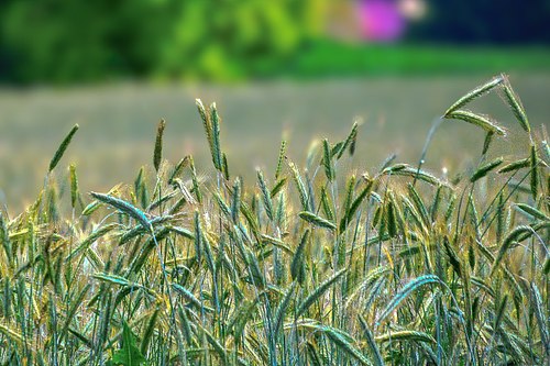 rukipold