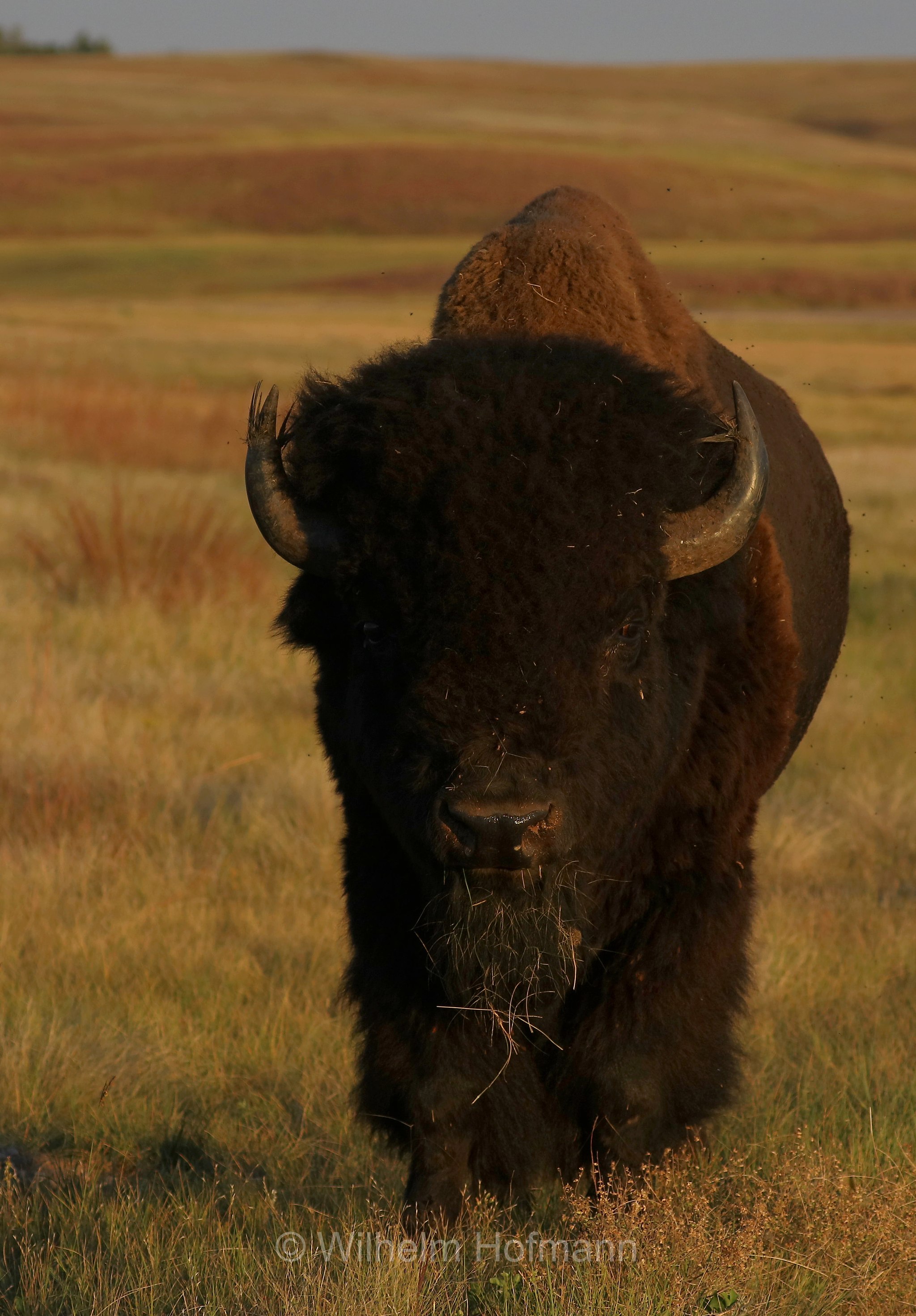 Plains bison, Präriebison, bisonte delle pianure, Bison bison bison, Wind Cave National Park, Wind-Cave-Nationalpark, Parco nazionale di Wind Cave, South Dakota, Dakota del Sud, USA