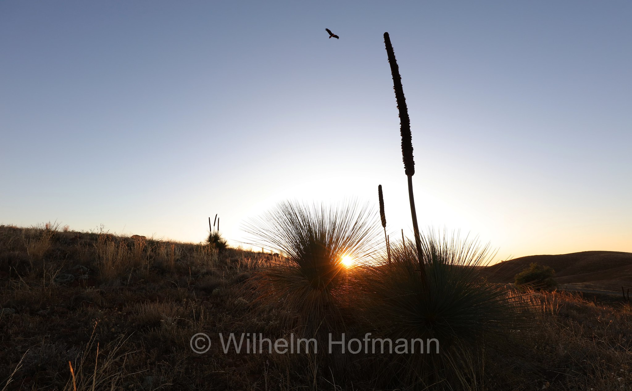 wedge-tailed eagle, Keilschwanzadler, aquila codacuneata, Aquila audax, Hucks Lookout, Ikara–Flinders Ranges National Park, Ikara-Flinderskette-Nationalpark, parco nazionale Monti Flinders, South Australia, Südaustralien, Australia Meridionale, Australia, Australien
