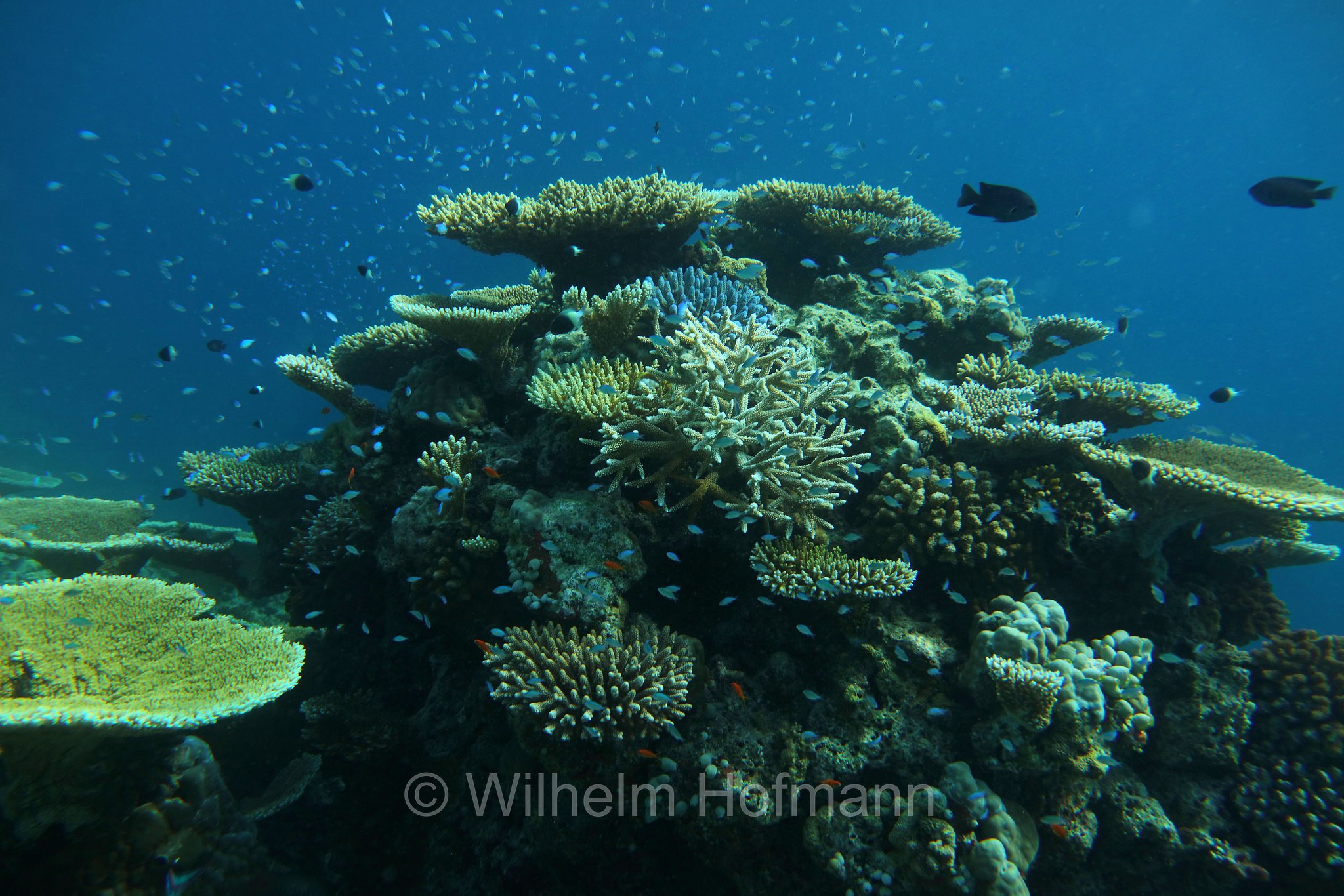 Korallenriff, coral reef, ﻿barriera corallina, scogliera corallina, South Malé Atoll, Maldives, Malediven, Maledive, Süd-Malé-Atoll