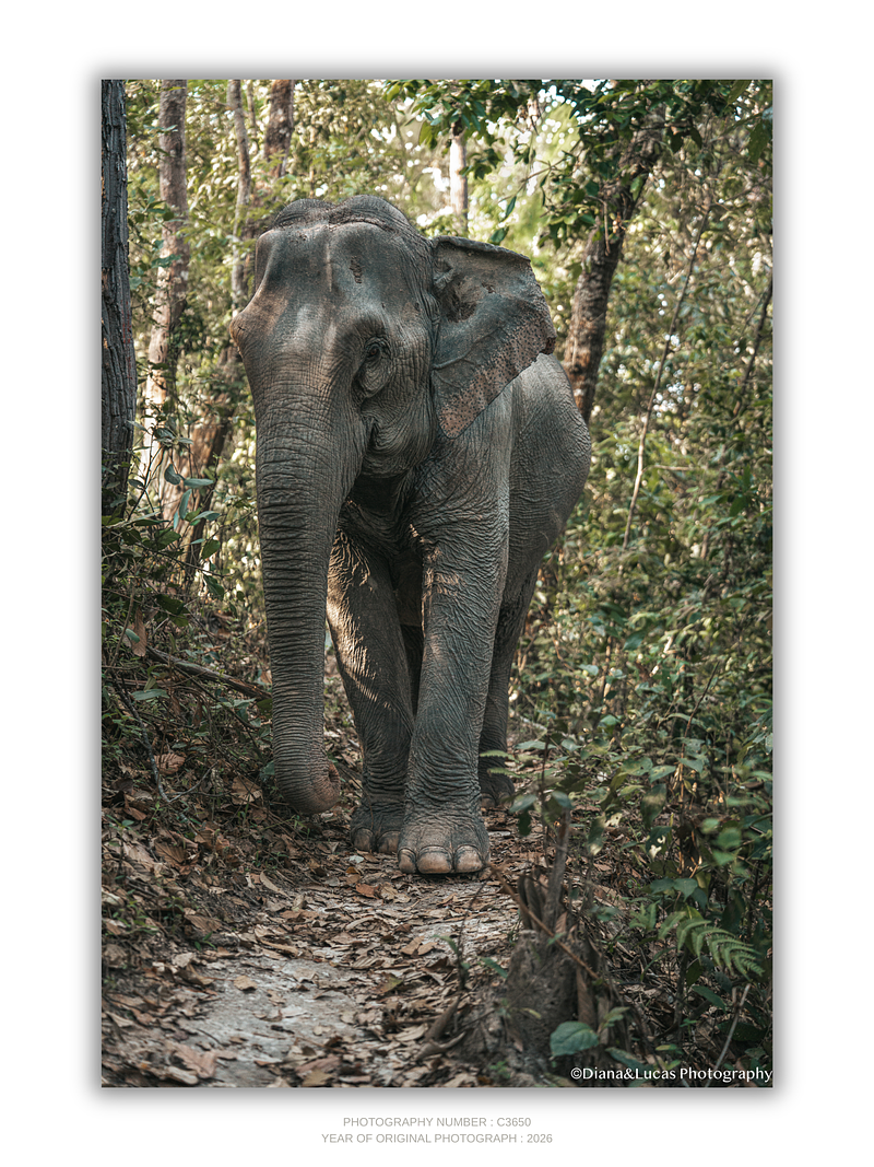 COLLECTION - GIANTS OF THE LAND VERTICAL - "One Step" - LIMITED EDITION 10 of 10