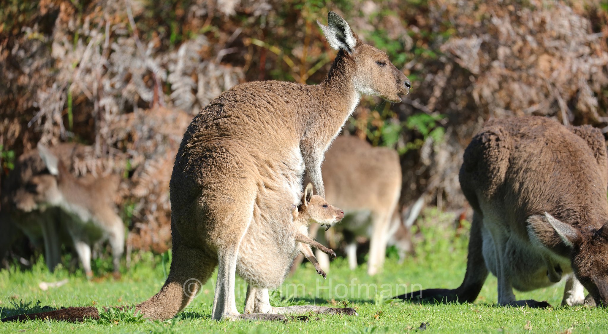 Macropus fuliginosus, western grey kangaroo, western grey giant kangaroo, black-faced kangaroo, mallee kangaroo, sooty kangaroo, Westliches Graues Riesenkänguru, canguro grigio occidentale, Yanchep National Park, Yanchep-Nationalpark, Parco Nazionale Yanchep, Western Australia, Westaustralien, Australia Occidentale, Australia, Australien
