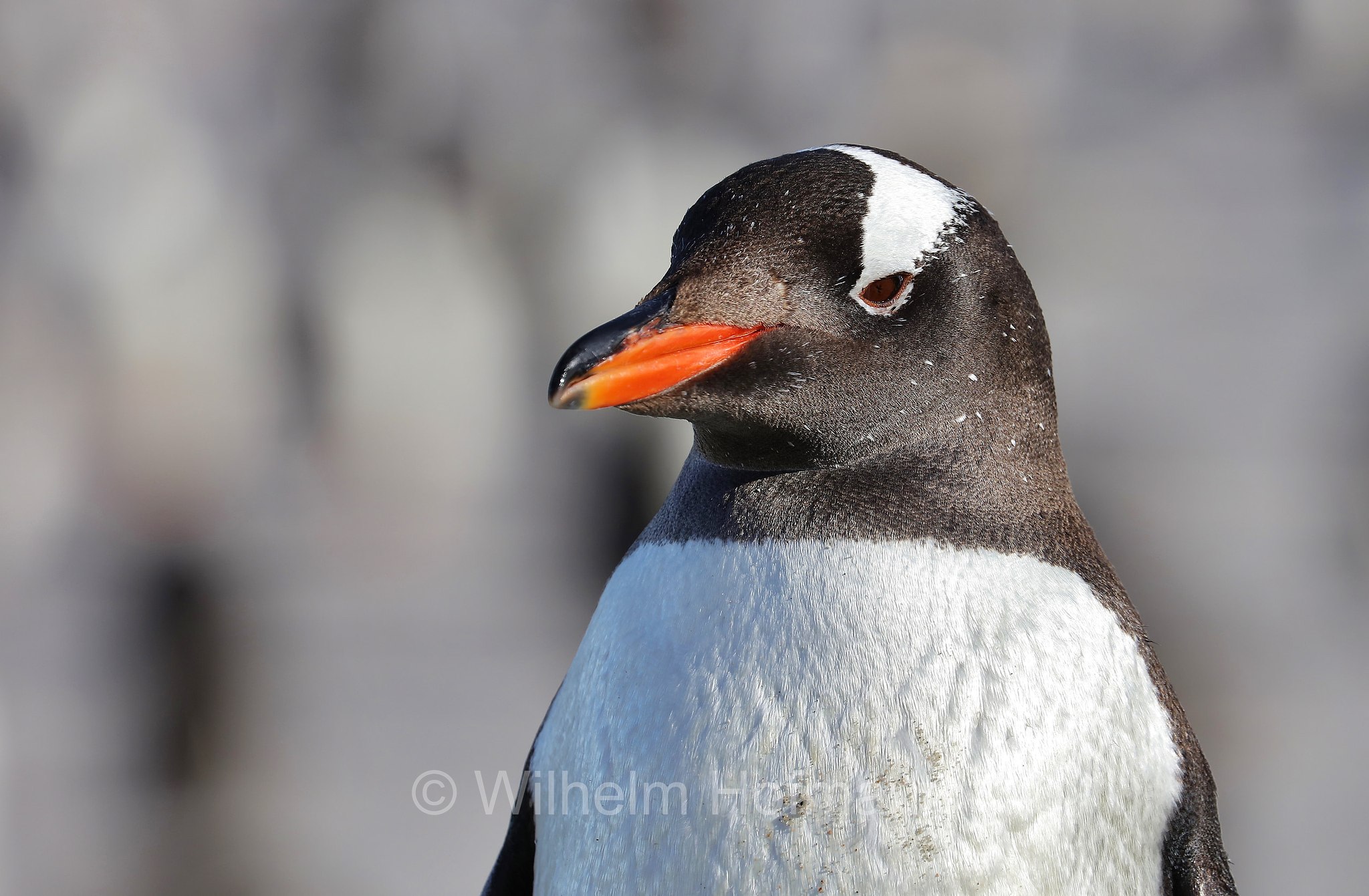 gentoo penguin, Eselspinguin, Rotschnabelpinguin, pigoscelide comune, pinguino Papua, Pygoscelis papua, Bleaker Island, Isla María, Falkland Islands, Falklandinseln, Isole Falkland
