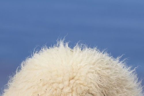 Tiere