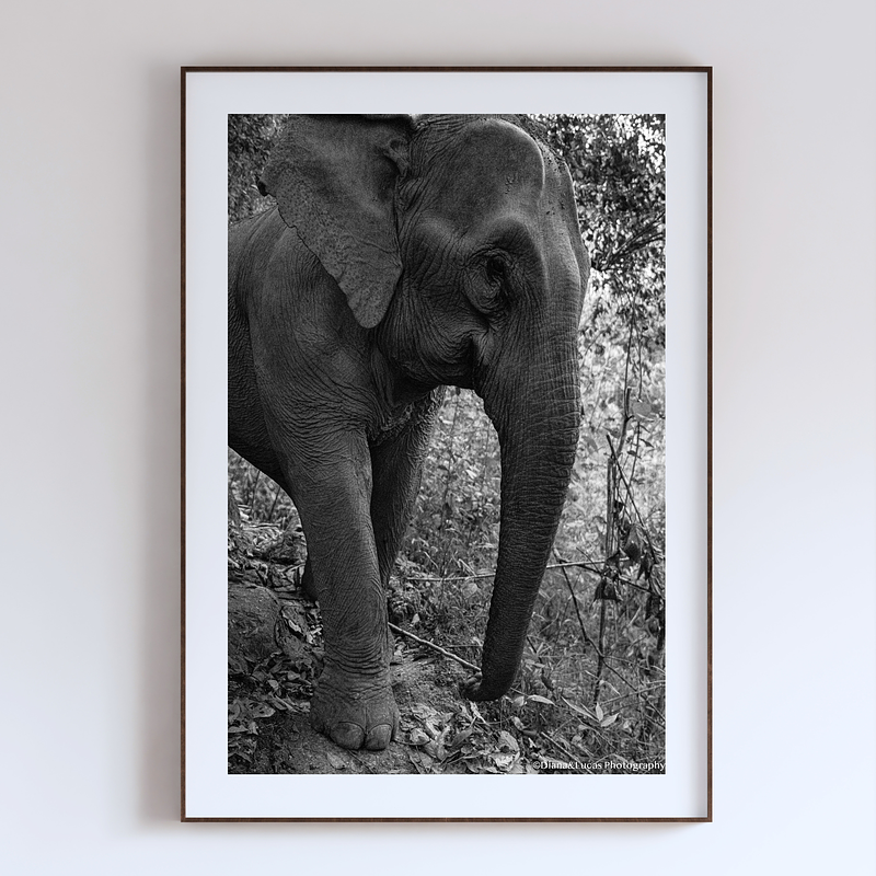 COLLECTION - GIANTS OF THE LAND VERTICAL - "What Skin Remembers" - LIMITED EDITION 5 of 5