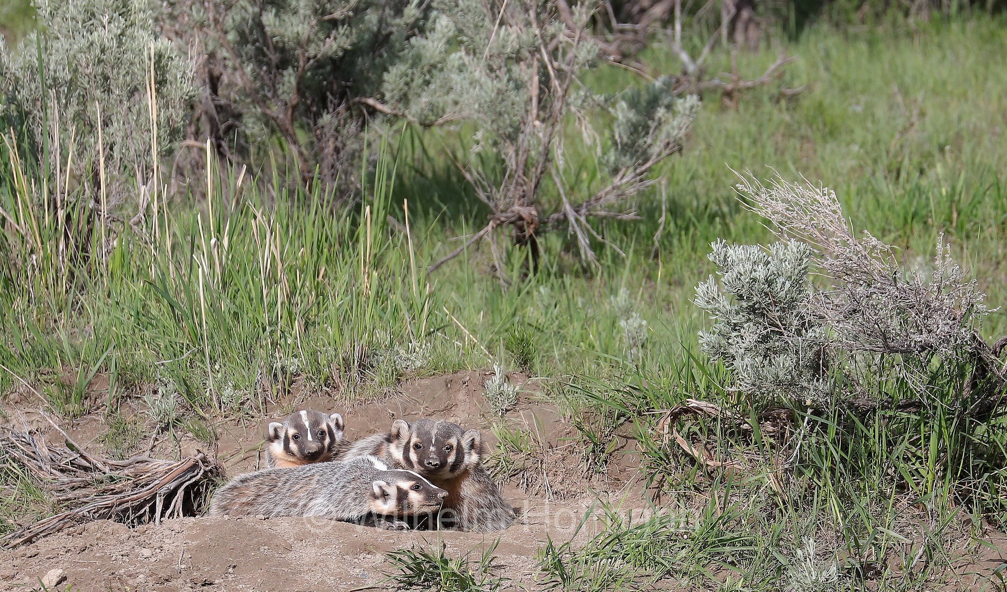 Taxidea taxus, American Badger, Silberdachs, tasso americano, Slough Creek, Lamar Valley, Yellowstone National Park, Yellowstone-Nationalpark﻿, parco nazionale di Yellowstone, Wyoming, USA