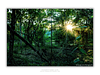 THE ONE - WILDLIFE & NATURE - "Jungle Light" - LIMITED EDITION 5 of 5