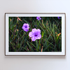 THE ONE - WILDLIFE & NATURE - "Amethyst Bloom" - LIMITED EDITION 5 of 5