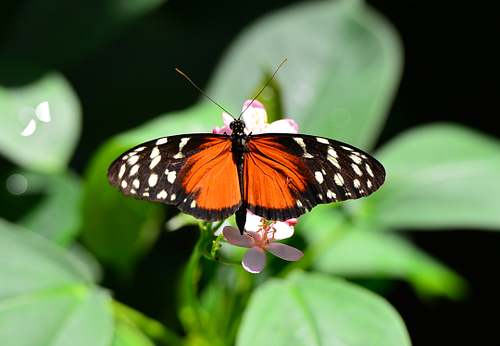 butterfly