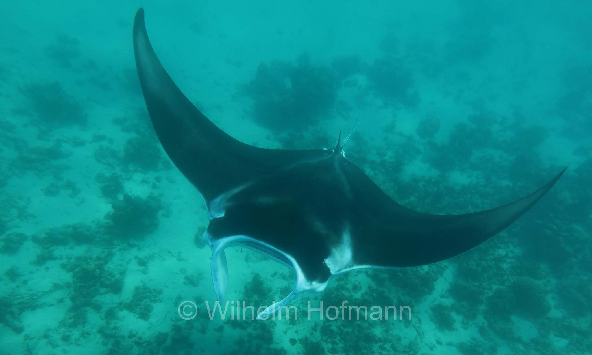 reef manta ray, Riffmanta, manta della barriera corallina, Mobula alfredi, Manta alfredi, Ningaloo Coast, Ningaloo Marine Park, Ningaloo Commonwealth Marine Reserve, Costa di Ningaloo, Western Australia, Westaustralien, Australia Occidentale, Australia, Australien