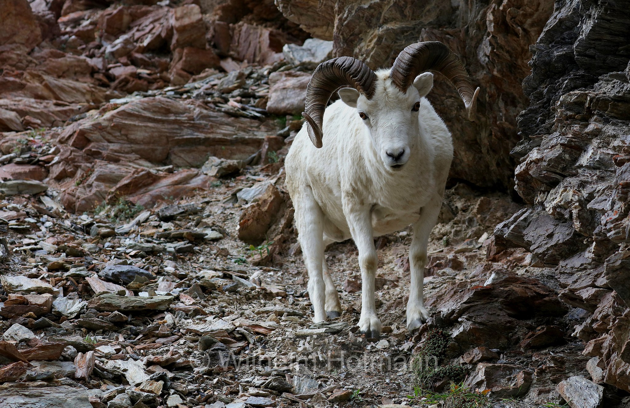 Ovis dalli, Dall sheep, thinhorn sheep, Dall-Schaf, Alaska-Schneeschaf, bighorn bianco, pecora di Dall, ariete di Dall, Savage Canyon, Denali National Park, Denali National Park and Preserve, Denali-Nationalpark, Parco nazionale del Denali, Alaska, USA