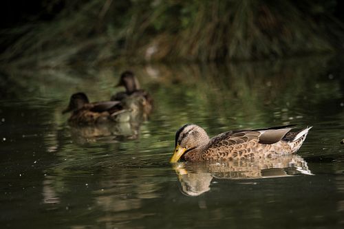 Im Tierpark Dählhölzli