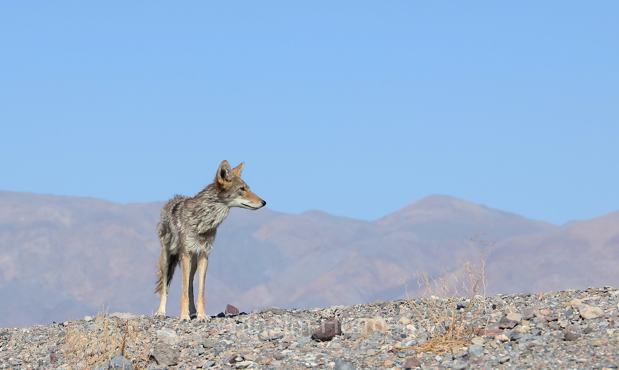 Canis latrans, coyote, American jackal, prairie wolf, brush wolf, Kojote, Präriewolf, Steppenwolf, coiote, lupo delle praterie, Furnace Creek, Death Valley National Park, Death-Valley-Nationalpark, Valle della Morte, California, Kalifornien, USA