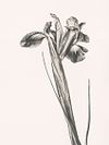 Tirage Giclée Fine Art - VENTE SUR PLACE EXPOSITION