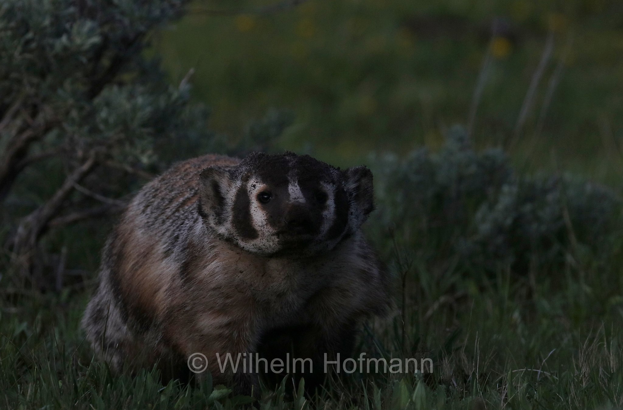 Taxidea taxus, American Badger, Silberdachs, tasso americano, Lamar Valley, Yellowstone National Park, Yellowstone-Nationalpark﻿, parco nazionale di Yellowstone, Wyoming, USA