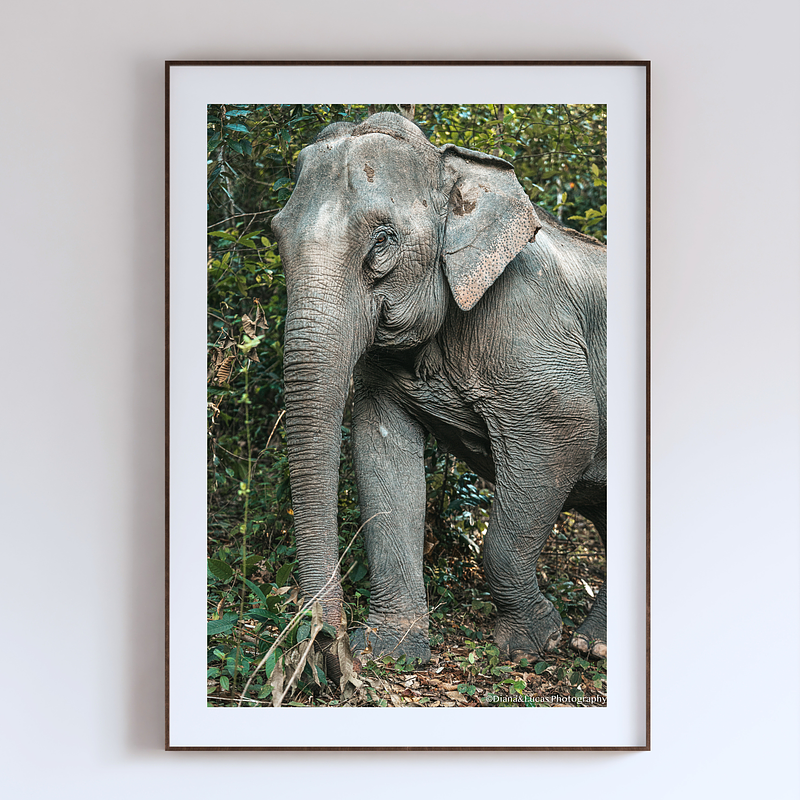 COLLECTION - GIANTS OF THE LAND VERTICAL - "Eye Contact" - LIMITED EDITION 10 of 10