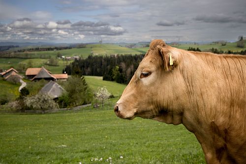 Auf der Nyffenegg