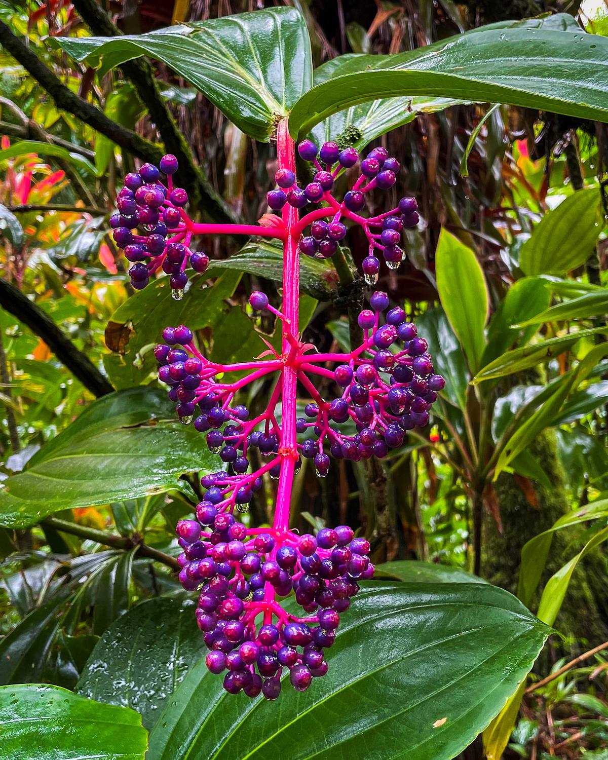 Showy Medinilla &ndash; Hawaii Tropical Botanical Garden