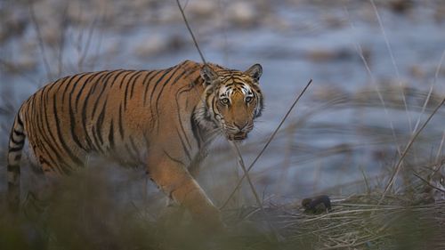 Corbett Tiger Reserve, Tiger, Panthera Tigris, Uttarakhand, ICUN red list, endangered