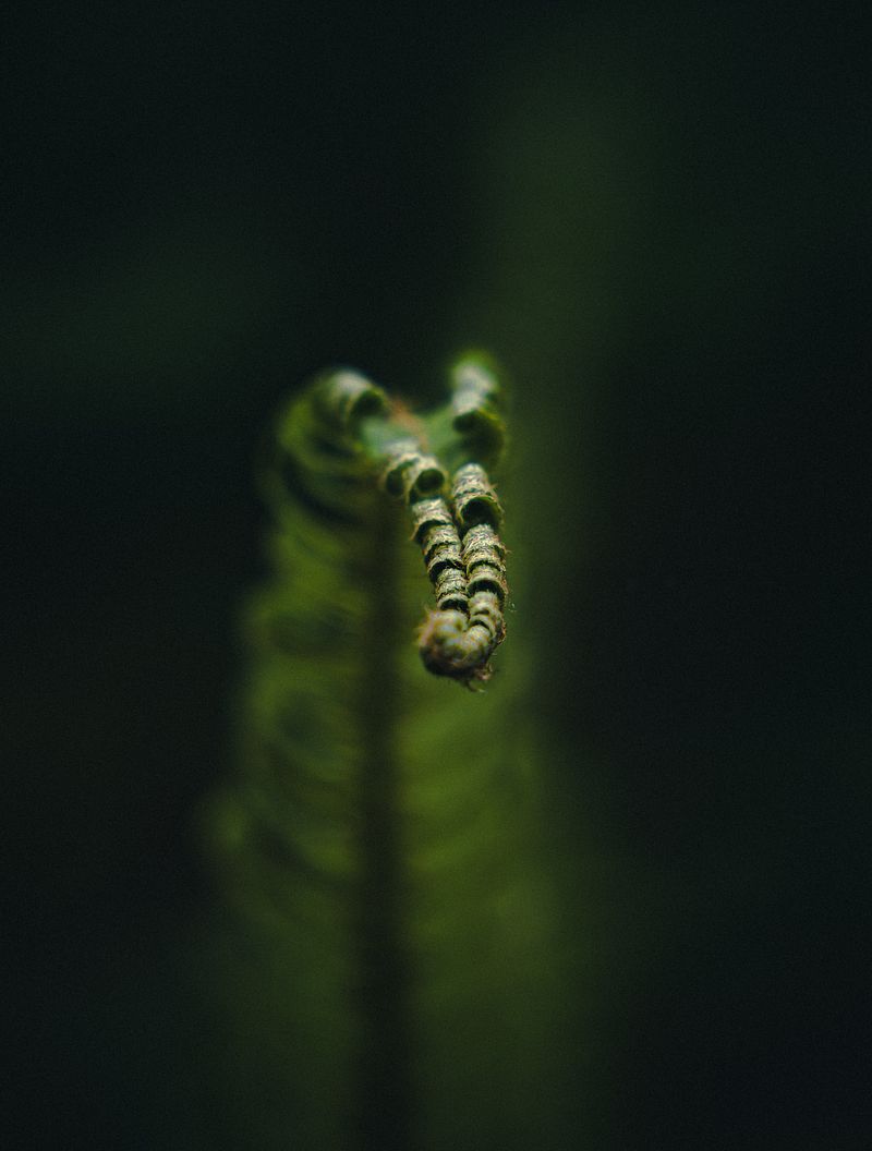 Intimate landscapes