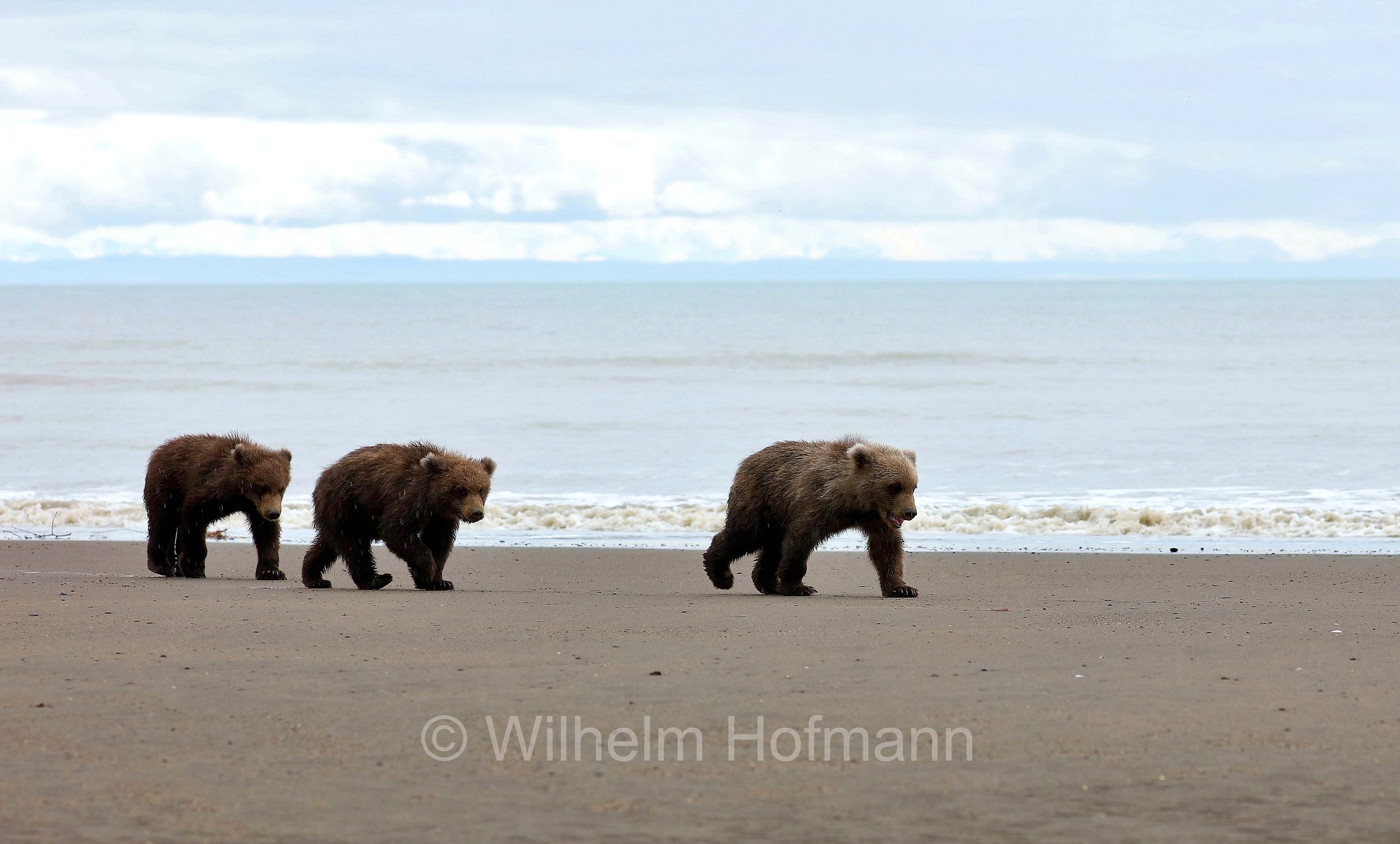 Ursus arctos gyas, Alaska Peninsula brown bear, peninsular grizzly, Alaska-Halbinsel-Braunbär, Alaska-Küstenbraunbär, Alaska-Braunbär, Großer Alaska-Braunbär, orso bruno della penisola dell'Alaska, grizzly peninsulare, grizzly costiero, grizzly gigante, Silver Salmon Creek, Lake Clark National Park, Lake Clark National Park and Preserve, Lake-Clark-Nationalpark, Parco nazionale e riserva di Lake Clark, Alaska, USA