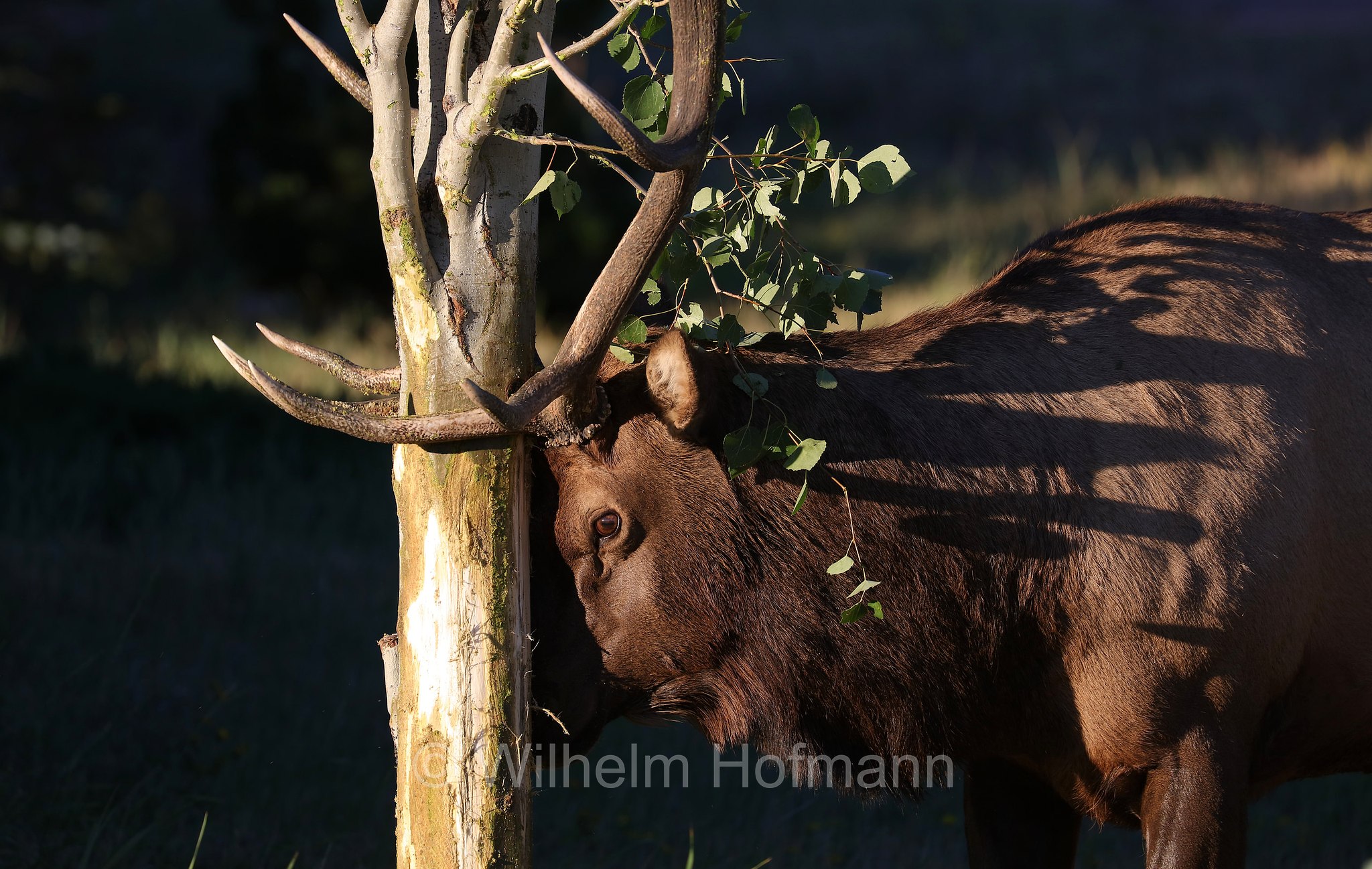 Cervus canadensis nelsoni, Rocky Mountain elk, Rocky-Mountain-Wapiti, wapiti delle Montagne Rocciose, Estes Park, Colorado, USA