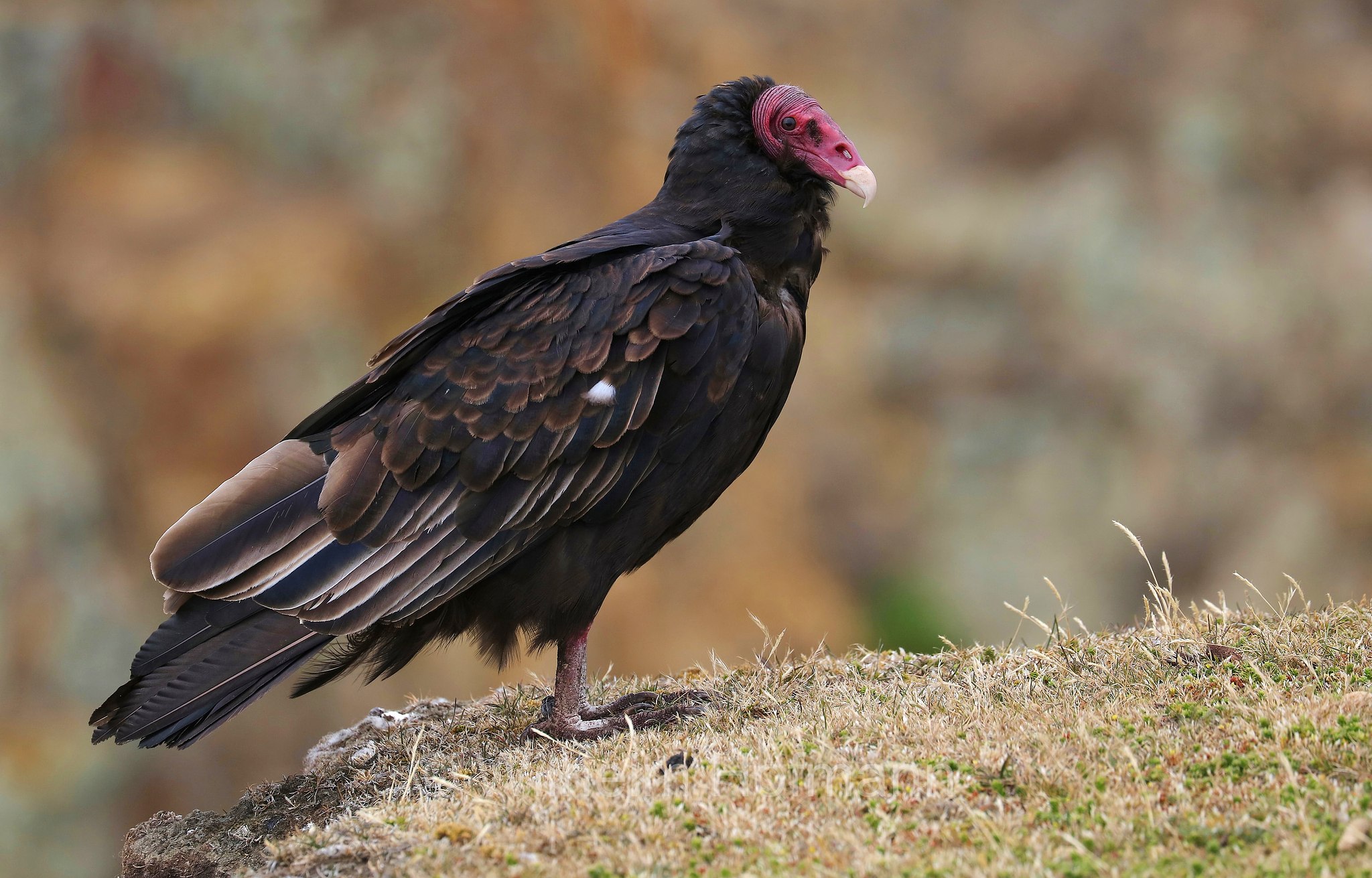 turkey vulture, Truthahngeier, avvoltoio collorosso, Cathartes aura, Bleaker Island, Isla María, Falkland Islands, Falklandinseln, Isole Falkland