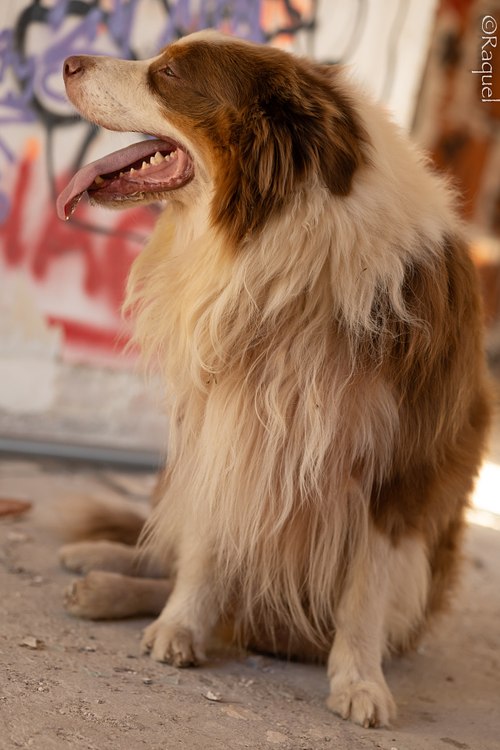 Portrait de profil d’un berger australien