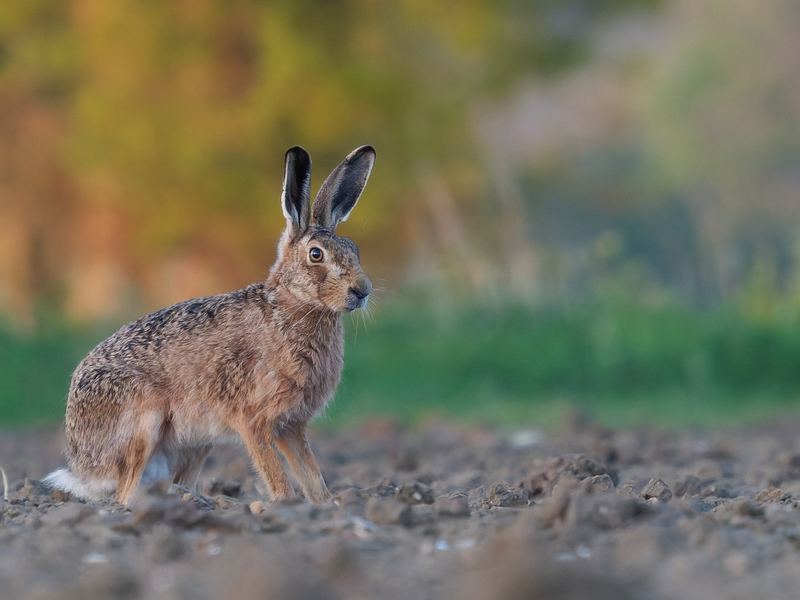 Suffolk Wildlife Trust