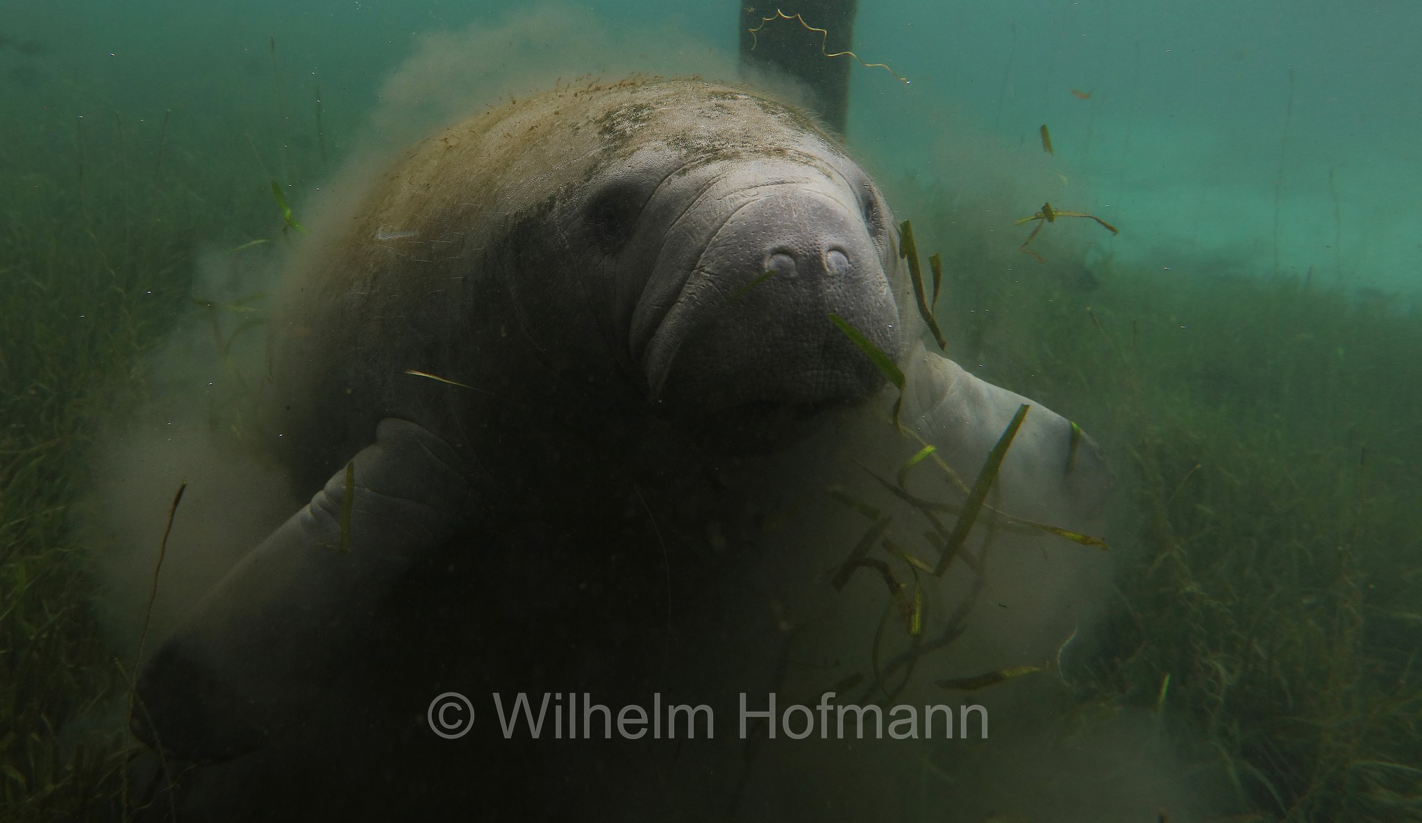 Trichechus manatus latirostris, Florida manatee, Florida-Seekuh, Florida-Manati, lamantino della Florida, manato della Florida, Crystal River, Kings Bay Park, Florida, USA