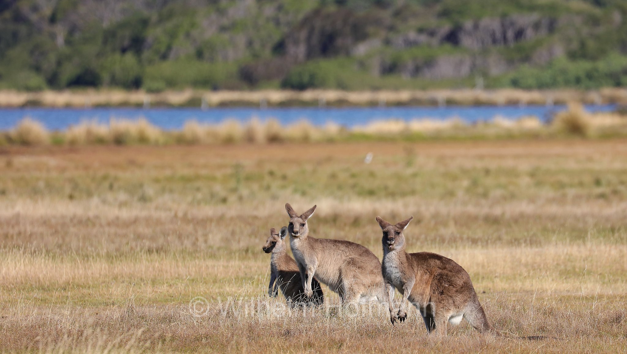 eastern grey kangaroo, gigantic large-foot, great grey kangaroo, forester kangaroo, Östliches Graues Riesenkänguru, canguro grigio orientale, Macropus giganteus, Narawntapu National Park, Narawntapu-Nationalpark, parco nazionale Narawntapu, Tasmania, Tasmanien, Australia, Austalien