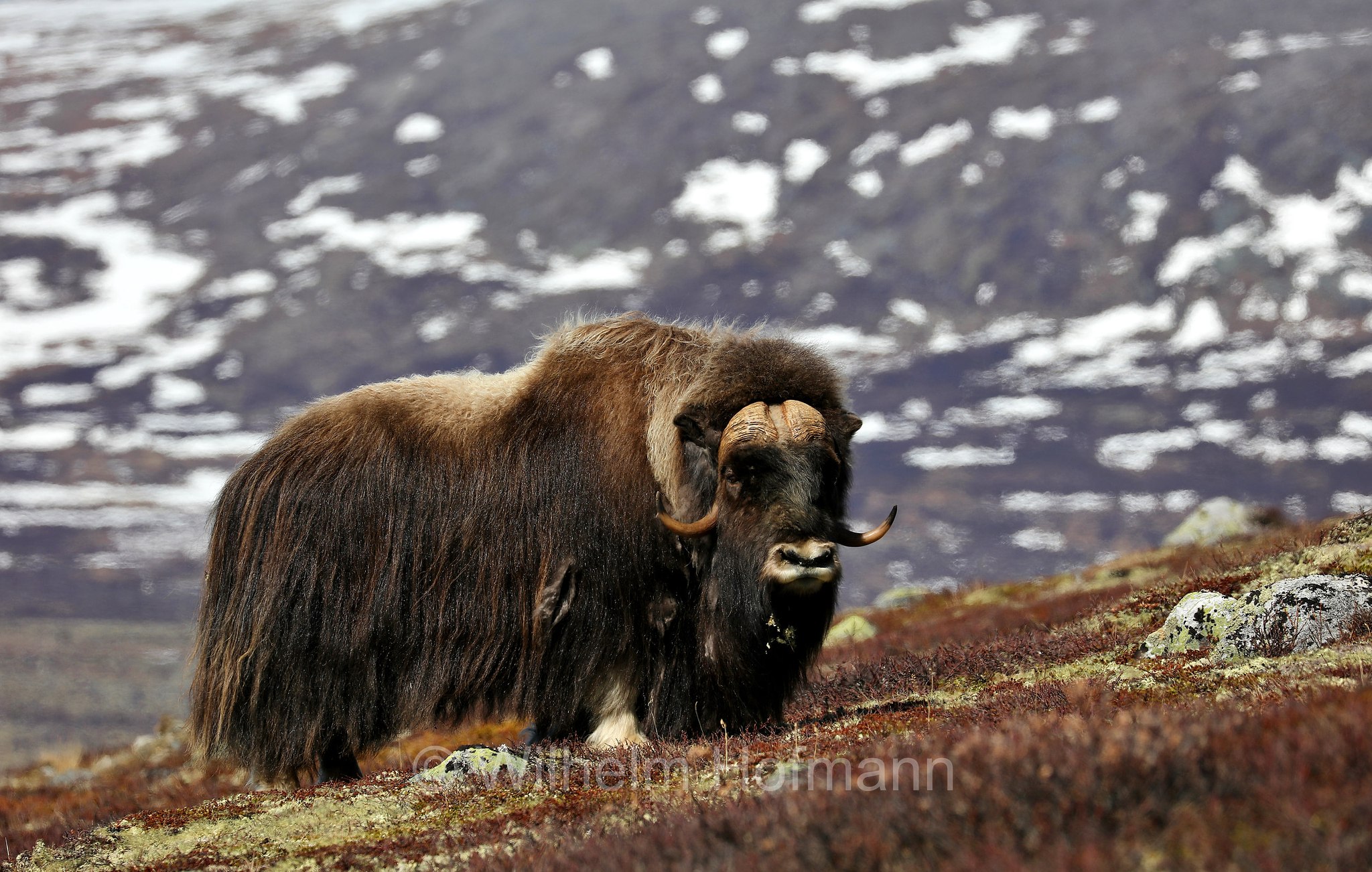 Ovibos moschatus, muskox, Moschusochse, Bisamochse, Schafsochse, bue muschiato, Dovrefjell–Sunndalsfjella National Park, Dovrefjell-Sunndalsfjella-Nationalpark, parco nazionale Dovrefjell-Sunndalsfjella, Norway, Norwegen, Norvegia